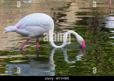 Ein Flamingo sucht nach Essen bei Sonnenuntergang in Al Ain, Vereinigte Arabische Emirate (VAE) (Phoenicopterus Roseus). Stockfoto