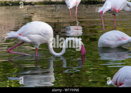 Ein Flamingo sucht nach Essen bei Sonnenuntergang in Al Ain, Vereinigte Arabische Emirate (VAE) (Phoenicopterus Roseus). Stockfoto