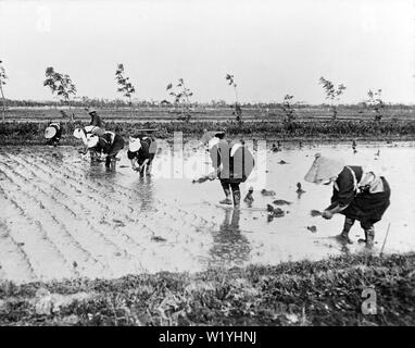 [1930er Jahre Japan - Reisbauern] - Frauen in traditioneller Kleidung sind Umpflanzen Reis Sämlinge. Dieser Prozess wird als Taue in Japanisch. 20. Jahrhundert vintage Glas schieben. Stockfoto