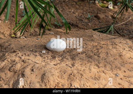 Eine größere Flamingo (Phoenicopterus Roseus) Ei in einer sandigen Nest wartet bei Sonnenuntergang in Al Ain, Vereinigte Arabische Emirate (VAE) ausgebrütet werden. Stockfoto