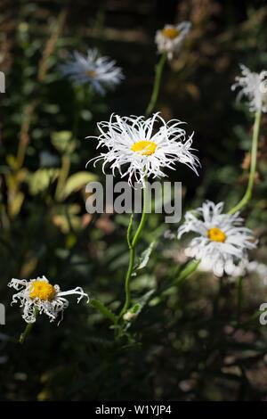 Leucanthemum x Shasta 'Lilac "alten Hof" Daisy bei Luther Burbank's Experiment Farm in Sebastopol, CA, USA. Stockfoto