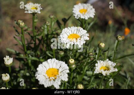 Echten ordentlich Shasta Daisy Leucanthemum x 'Lilac, bei Luther Burbank's Experiment Farm in Sebastopol, CA, USA. Stockfoto