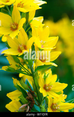 Gepunktete Felberich (Lysimachia punctata) in voller Blüte mit gelben Blumen Stockfoto