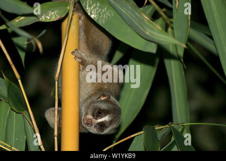 Sunda Slow Loris Stockfoto