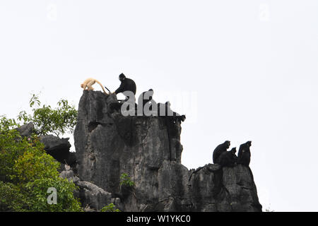 (190704) - DAXIN, Juli 4, 2019 (Xinhua) - ein Albino baby Francois' Langur und langurs andere Francois' sind auf einem Berg bei Baoxin Dorf in Daxin County, South China Guangxi Zhuang autonomen Region, Juli 4, 2019 gesehen. Die zweite albino Francois' langur Donnerstag in Guangxi entdeckt wurde seit 2017, als die ersten beobachtet wurde. Gegenwärtig gibt es weniger als 2.000 Francois 'langurs weltweit. In China, sie sind in Guangxi, Guizhou und Chongqing gefunden. Auch als Francois' Blatt Affen bekannt, die Art ist eine der am meisten bedrohten wilden Tieren und ist unter der oberen nationalen Schutz Stockfoto