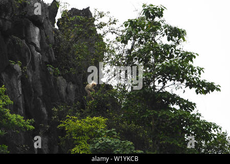 (190704) - DAXIN, Juli 4, 2019 (Xinhua) - ein Albino baby Francois' langur auf einem Berg bei Baoxin Dorf in Daxin County, South China Guangxi Zhuang autonomen Region, 4. Juli 2019 zu sehen ist. Die zweite albino Francois' langur Donnerstag in Guangxi entdeckt wurde seit 2017, als die ersten beobachtet wurde. Gegenwärtig gibt es weniger als 2.000 Francois 'langurs weltweit. In China, sie sind in Guangxi, Guizhou und Chongqing gefunden. Auch als Francois' Blatt Affen bekannt, die Art ist eine der am meisten bedrohten wilden Tieren und ist unter der oberen nationalen Schutz auf. (Xinhua / Cao Yiming) Stockfoto