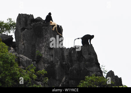 (190704) - DAXIN, Juli 4, 2019 (Xinhua) - ein Albino baby Francois' Langur und langurs andere Francois' sind auf einem Berg bei Baoxin Dorf in Daxin County, South China Guangxi Zhuang autonomen Region, Juli 4, 2019 gesehen. Die zweite albino Francois' langur Donnerstag in Guangxi entdeckt wurde seit 2017, als die ersten beobachtet wurde. Gegenwärtig gibt es weniger als 2.000 Francois 'langurs weltweit. In China, sie sind in Guangxi, Guizhou und Chongqing gefunden. Auch als Francois' Blatt Affen bekannt, die Art ist eine der am meisten bedrohten wilden Tieren und ist unter der oberen nationalen Schutz Stockfoto