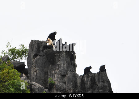 (190704) - DAXIN, Juli 4, 2019 (Xinhua) - ein Albino baby Francois' Langur und langurs andere Francois' sind auf einem Berg bei Baoxin Dorf in Daxin County, South China Guangxi Zhuang autonomen Region, Juli 4, 2019 gesehen. Die zweite albino Francois' langur Donnerstag in Guangxi entdeckt wurde seit 2017, als die ersten beobachtet wurde. Gegenwärtig gibt es weniger als 2.000 Francois 'langurs weltweit. In China, sie sind in Guangxi, Guizhou und Chongqing gefunden. Auch als Francois' Blatt Affen bekannt, die Art ist eine der am meisten bedrohten wilden Tieren und ist unter der oberen nationalen Schutz Stockfoto