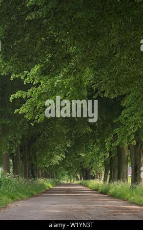 Eine Landstraße durch eine Allee läuft Stockfoto