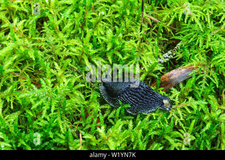 Schöne schwarze Nacktschnecke kriecht auf auf grünem Moos Stockfoto