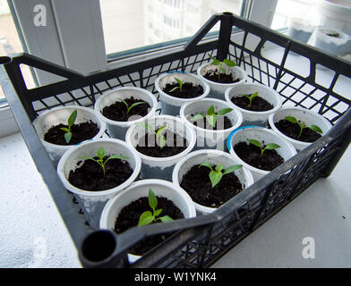 Tomate sämling in einer Kunststoffbox ist auf der Fensterbank Stockfoto