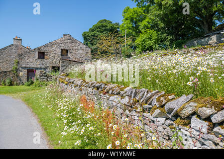 Kleine Wiese mit Wildblumen, bestehend aus Ox-eye Gänseblümchen, Fingerhut und Red Campion hinter einer Trockenmauer. Stockfoto