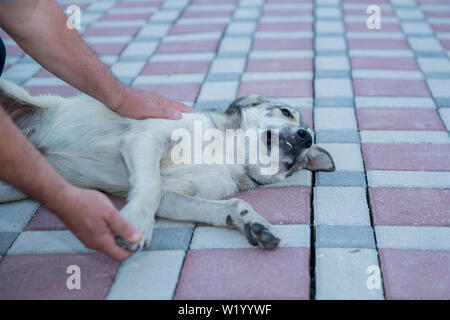 Der weisse Hund liegend auf dem Boden. Ein Tempel für Hund schlafen auf dem Boden entspannen. Spielen mit dem Hund. Stockfoto