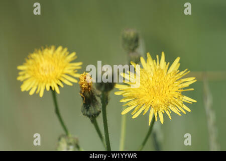 Sonchus arvensis (mehrjährig Leistungsbeschreibung - THISTLE) Stockfoto