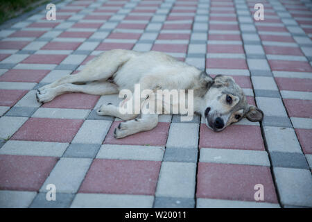 Der weisse Hund liegend auf dem Boden. Ein Tempel Hund schlafen für Entspannung auf dem Boden Stockfoto