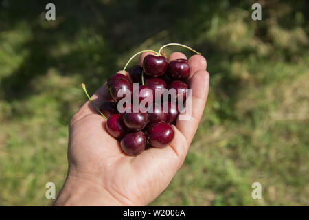 Sweet cherry in den Händen der Männer auf dem Hintergrund der Grüne junge Gras Reif. Hände halten frisch Kirschen gepflückt Stockfoto