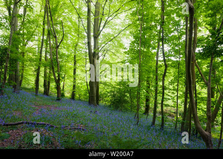 Bluebells (Hyacinthoides non scripta) in Blume in Leigh Woods in der Nähe von Bristol, North Somerset, England. Stockfoto