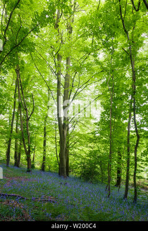 Bluebells (Hyacinthoides non scripta) in Blume in Leigh Woods in der Nähe von Bristol, North Somerset, England. Stockfoto