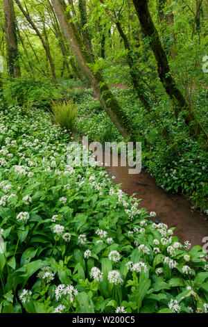 Bärlauch oder Wilder Knoblauch (Allium ursinum) im Frühjahr im Paradise unten in Leigh Woods in der Nähe von Bristol, North Somerset, England. Stockfoto