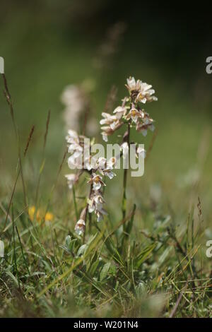 Epipactis palustris (Marsh Helleborine) wild wachsenden Stockfoto