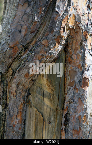 Baumrinde Kiefer Natur Muster Textur Stockfoto