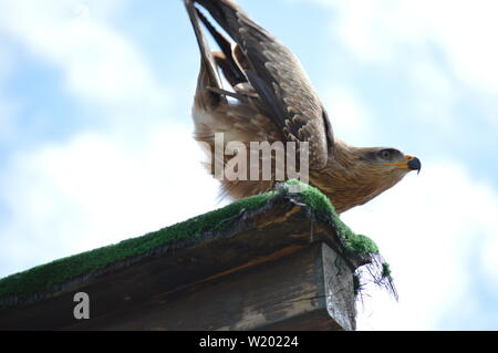 Portrait von Royal Eagle, Aquila chysaetos stellte Im Naturpark Parque de la Naturaleza de Cabárceno alte Mine für Eisengewinnung. August 25, 2013. Parque de la Naturaleza de Cabárceno, Kantabrien. Stockfoto