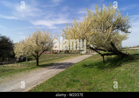 Frühjahr Blüte von einem Kirschbaum in der Landschaft in der Nähe von Bologna Stockfoto