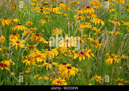 Bereich der Blumen auf Governor's Island Stockfoto