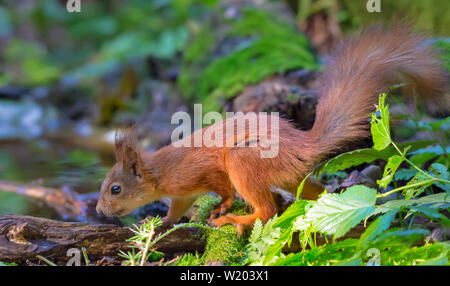 Eichhörnchen sitzt auf einem Bemoosten deadwood Filialen in der Nähe von einer Pfütze in Wäldern Stockfoto