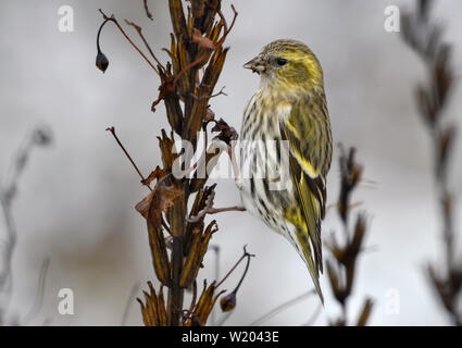 Weibliche Eurasian Siskin gleicht sich auf trockenen Pflanze im Winter Stockfoto