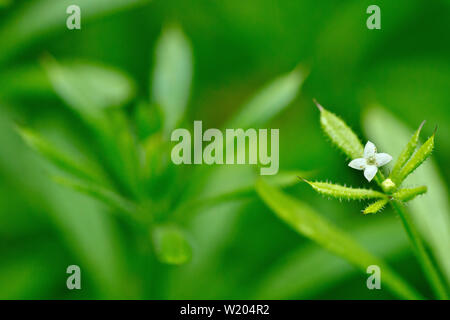 Hackmesser, Goosegrass oder klebrigen Willie (Galium aparine), in der Nähe der kleinen weißen Blüten der Pflanze produziert. Stockfoto