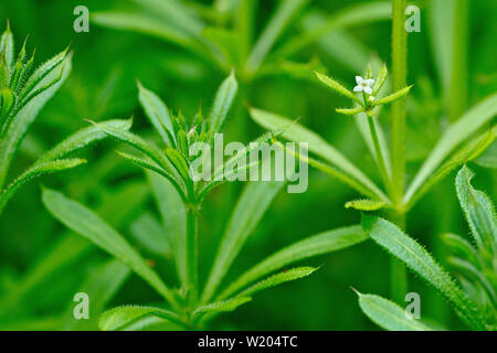 Hackmesser, Goosegrass oder klebrigen Willie (Galium aparine), in der Nähe der Pflanzen Blätter und kleine weiße Blume. Stockfoto