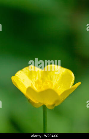 Wiese Hahnenfuß (Ranunculus acris), Nahaufnahme, wie eine einzelne Blume mit geringer Tiefenschärfe. Stockfoto