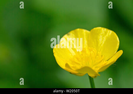 Wiese Hahnenfuß (Ranunculus acris), Nahaufnahme, wie eine einzelne Blume mit geringer Tiefenschärfe. Stockfoto