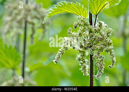 Stechen oder Brennnessel (Urtica dioica), Nahaufnahme der Cluster von winzigen Blüten der Pflanze produziert. Stockfoto