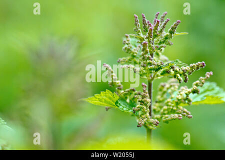 Stechen oder Brennnessel (Urtica dioica), in der Nähe der Spitze einer jungen Pflanze, die kleine Blüten sowie deren Knospen, die sie produziert. Stockfoto