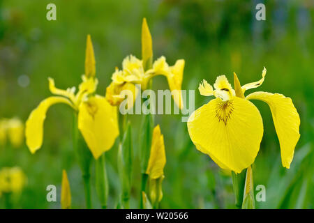 Gelbe Iris oder Gelbe Flagge (Iris pseudacorus), in der Nähe einer Gruppe von Blumen. Stockfoto