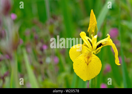 Gelbe Iris oder Gelbe Flagge (Iris pseudacorus), in der Nähe eines einsamen Blume mit der Knospe. Stockfoto