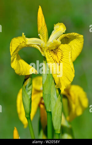 Gelbe Iris oder Gelbe Flagge (Iris pseudacorus), in der Nähe von einer einzigen Blume aus mehreren. Stockfoto