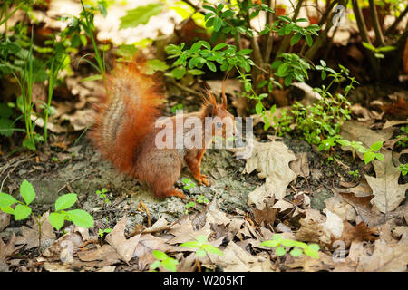 Red eurasischen Eichhörnchen im Park Stockfoto