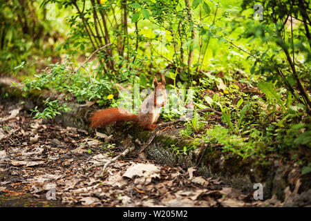 Red eurasischen Eichhörnchen im Park Stockfoto