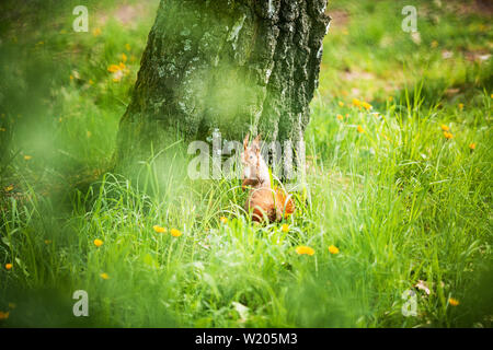 Red eurasischen Eichhörnchen im Park Stockfoto