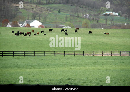 Kühe grasen auf umzäunten Bereich im ländlichen Pennsylvania, USA. Frühling Landschaft. Stockfoto