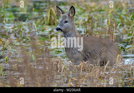 Europäische Reh steht im tiefen Wasser Teich eingetaucht Stockfoto