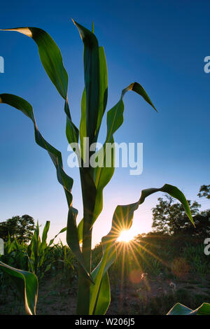Grüne Maisblätter als Silhouette vor der tief stehenden Sonne mit Sonnenstrahlen über einem landwirtschaftlichen Feld. Stockfoto