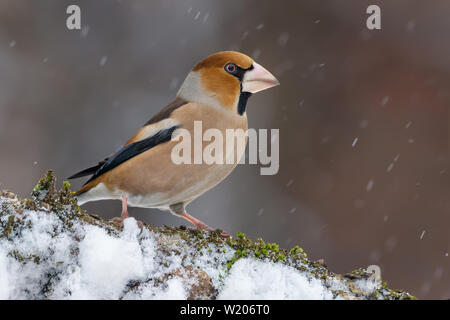 Männliche hawfinch thront auf einem schneebedeckten bemoosten überdachte Zweig im Winter Stockfoto