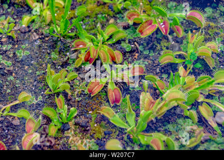 Venus Flytrap wild wuchs auf dem Boden Stockfoto