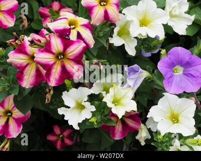Bunte calibrachoa Blumen Stockfoto