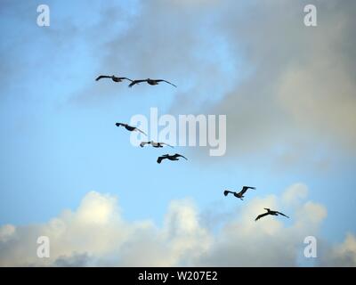 Medium close up von Silhouette der Vögel fliegen in den Himmel über den Wolken Stockfoto