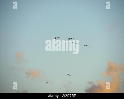Weite Einstellung auf den Himmel mit der Silhouette von einem Schwarm Vögel fliegen Stockfoto